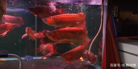 红龙鱼长期吃虾可以吗 龙鱼百科