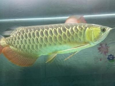 60厘米长的金龙鱼多少钱