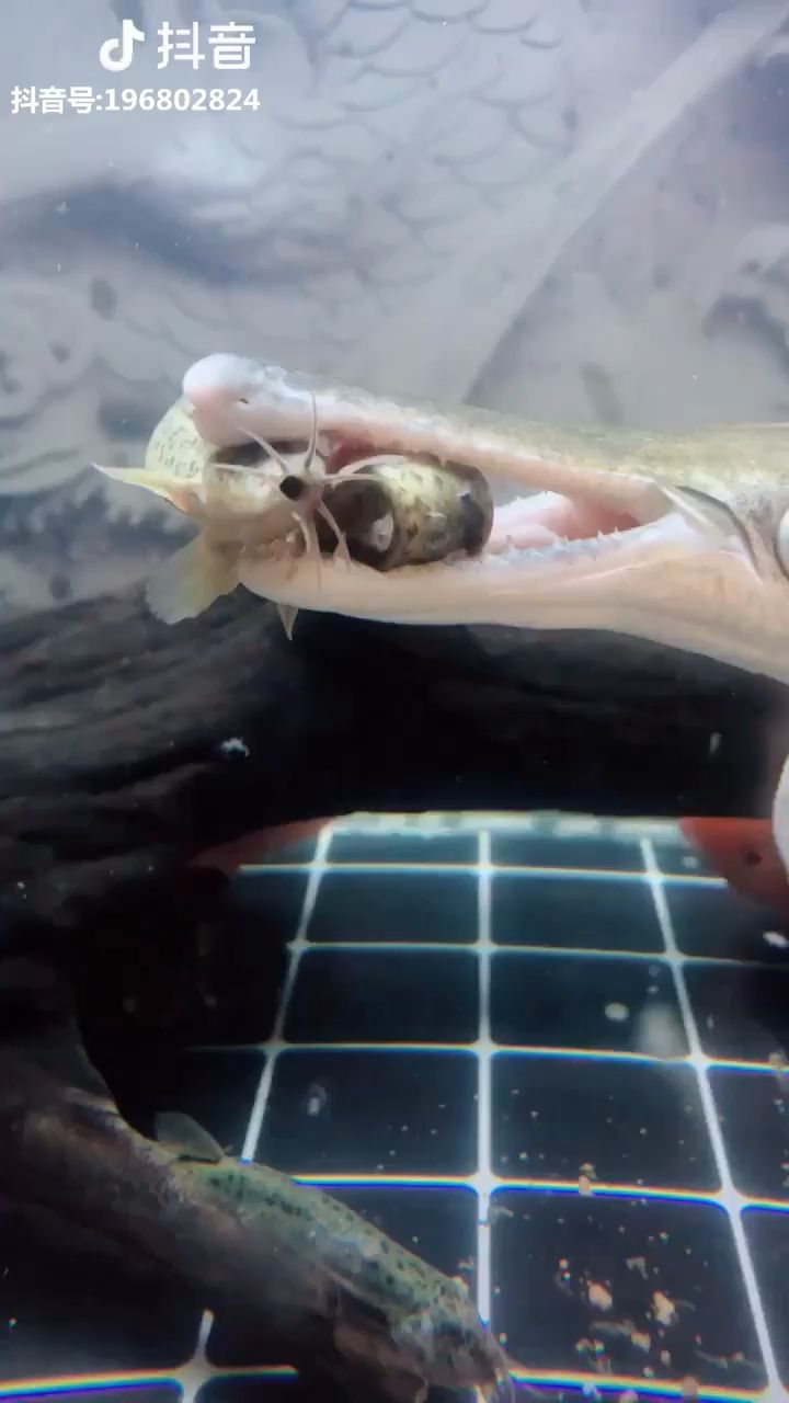 鱼缸盖着盖子都能听见咬合声！