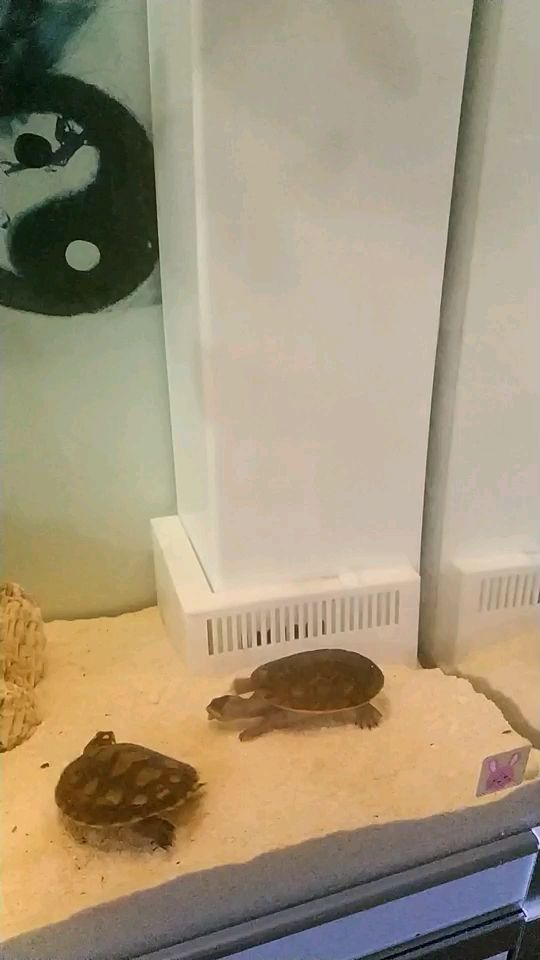 鱼龟混战 观赏鱼论坛