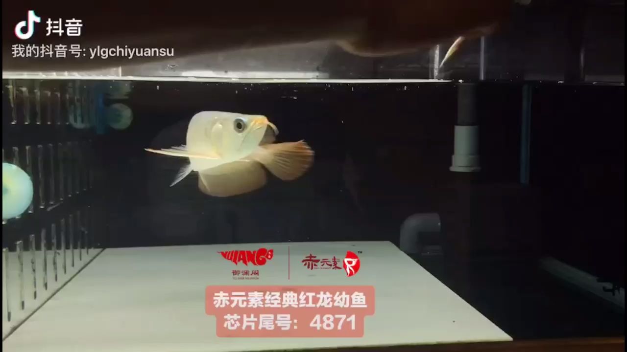 赤元素经典红龙幼鱼——芯片尾号：4871