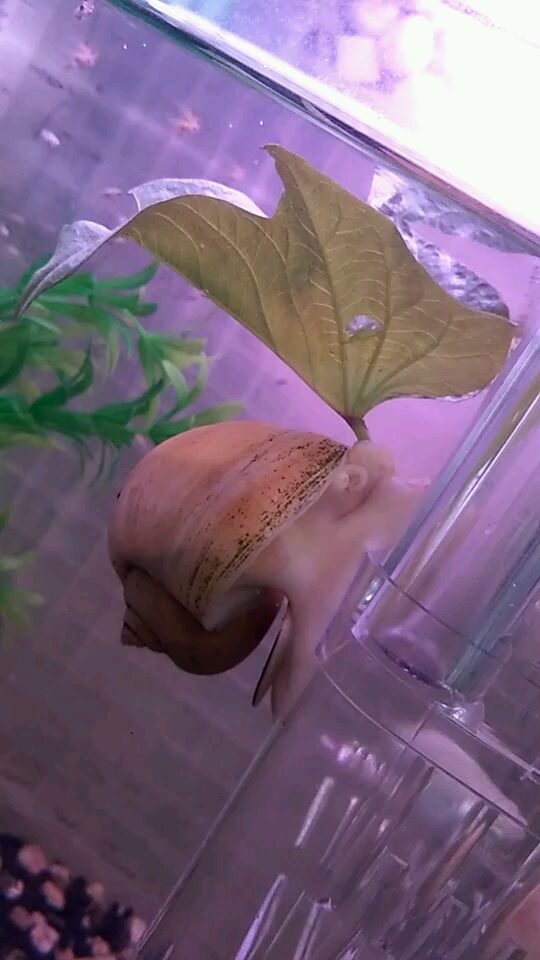 我的大蜗牛好几天没着菜啦。这啃滴。