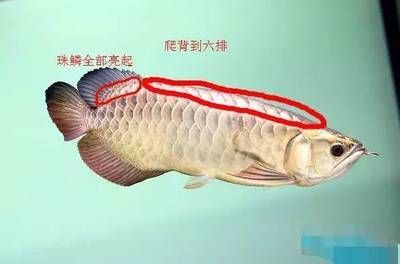怎样预防龙鱼肠炎的发生和发生 龙鱼百科