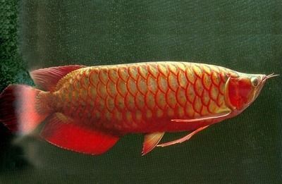 红龙鱼发色过程分析图