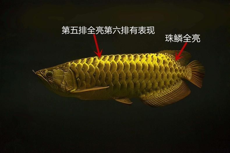 高端龙鱼的种类有哪些品种 龙鱼百科