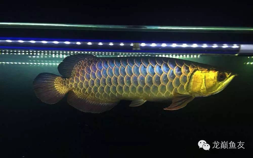 金龙鱼头上的金线是什么材质 龙鱼百科 第1张