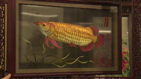 金龙鱼头上的金线是什么材质 龙鱼百科 第2张