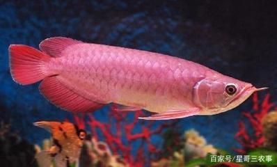 红龙鱼一年能长多少公分的鱼苗 龙鱼百科 第1张