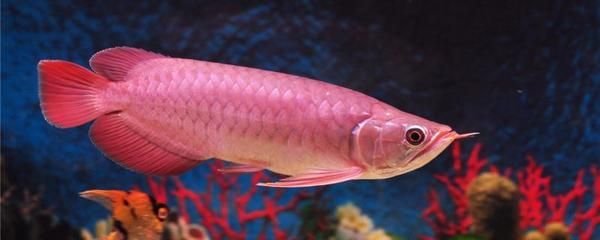 红龙鱼一年能长多少公分的鱼苗 龙鱼百科 第3张