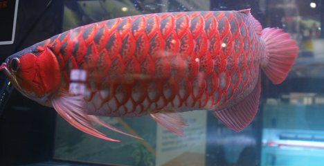 红龙鱼的尾部大小受到多种因素影响，饲养条件和手术干预等（如何让红龙鱼的尾部变大）