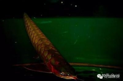 红龙鱼幼苗鳞片绿色是什么品种：红龙鱼幼苗鳞片呈现绿色，这可能是绿底红龙鱼的幼体特征