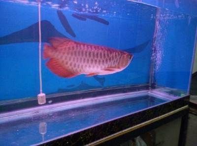 金龙鱼与红龙混养技术：如何进行金龙鱼与红龙鱼的混养