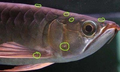 龙鱼体外寄生虫怎样处理最好：龙鱼体外寄生虫的处理方法