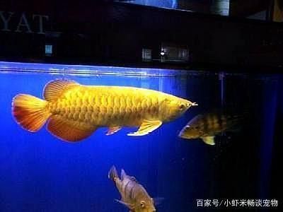 金龙鱼颜色怎么发金色的：金龙鱼的颜色怎么发金色的