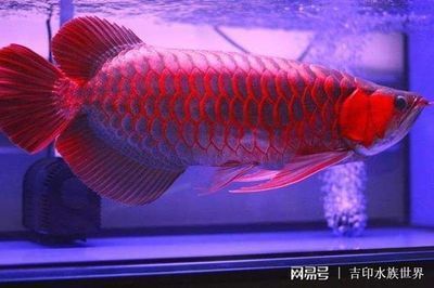 红龙鱼的发色：红龙鱼发色过程