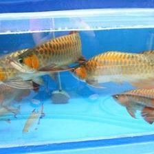 红尾龙鱼吃什么发色最好养殖：如何通过饮食促进红尾龙鱼的发色