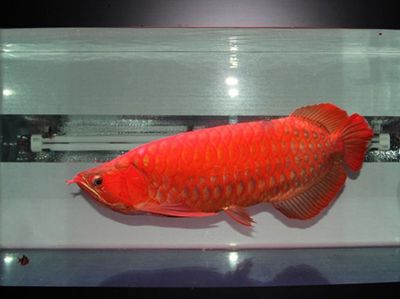 红龙鱼高端配鱼多少钱：红龙鱼的高端配鱼的价格概览
