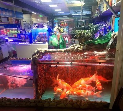 国内最大的龙鱼市场：中国龙鱼市场是一个充满活力和机遇的市场是一个充满活力和机遇