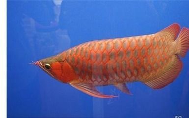 红龙鱼的寿命：红龙鱼的寿命一般在多少年？