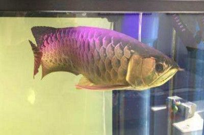 红尾龙鱼吃什么发色最好看：如何影响红尾龙鱼的发色，红尾龙鱼的发色因素有哪些