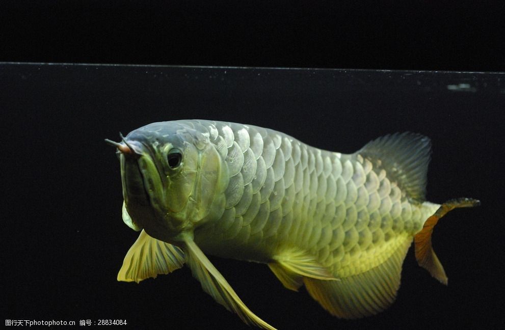 红金龙鱼是热带鱼吗为什么会死：红金龙鱼是热带鱼吗