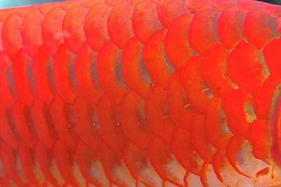 红龙鱼鳞片什么形状的好看：红龙鱼的鳞片形状是否决定了其美观程度？