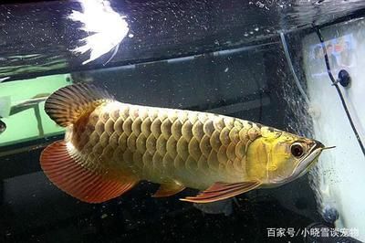 金龙鱼的介绍和饲养：金龙鱼的生活习性需要在ph6.5、-28摄氏度的水中生活习性