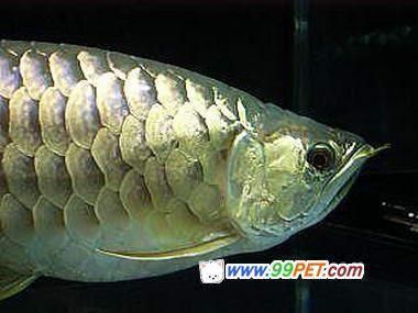 过背金龙鱼10多斤能繁殖吗：十多斤的过背金龙鱼能繁殖吗？