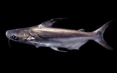 红龙鱼突然间弓背：红龙鱼突然间弓背是什么原因？