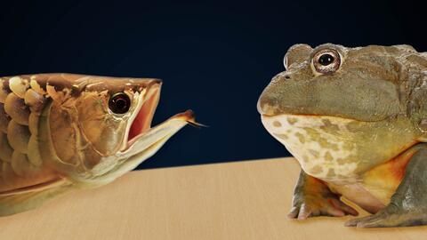 龙鱼吃蛙有什么作用：龙鱼吃蛙有什么作用？ 龙鱼百科 第1张