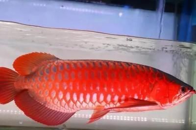 家里能养红龙鱼吗：红龙鱼适合养在家里吗？