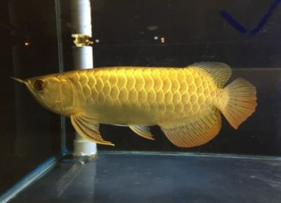 20厘米的金龙鱼什么颜色：20厘米的金龙鱼什么颜色，