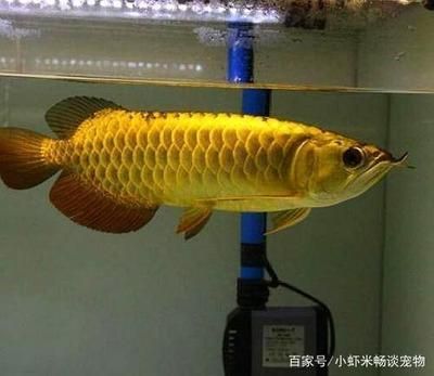 20厘米的金龙鱼什么颜色：20厘米的金龙鱼什么颜色， 龙鱼百科 第3张