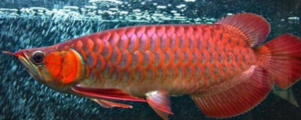 红龙鱼发白为什么会死亡：红龙鱼为什么会发白并死亡？
