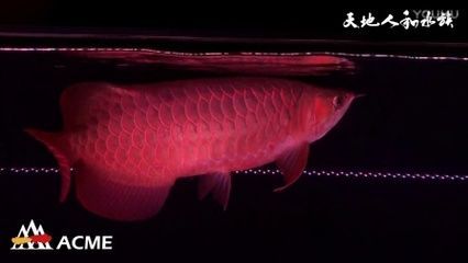 龙鱼一直开灯可以么：超级红龙鱼在港澳台地区价格逾百万元，是一种珍贵的观赏价值 龙鱼百科 第3张