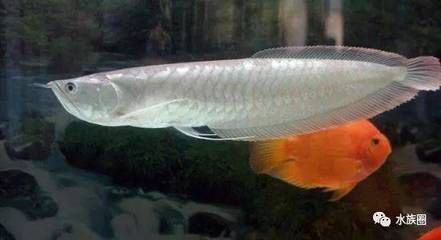 龙鱼怎么养出状态好的鱼缸：养金龙鱼的鱼缸尺寸至少要120cm×50cm