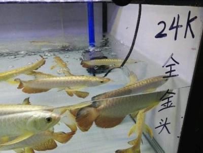 鹦鹉鱼欺负银龙鱼：印尼的龙鱼批发市场