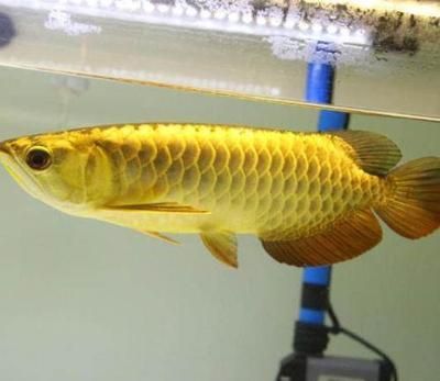 金底金龙鱼是什么等级：金底金龙鱼是一种受欢迎的金龙鱼品种其独特的金色和华丽的外观