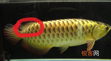 金龙鱼怎么看珠鳞多少排：怎么判断金龙鱼的珠鳞排数