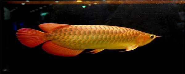 金龙鱼上色用什么灯光好：金龙鱼上色用什么灯光好提升金龙鱼的观赏价值
