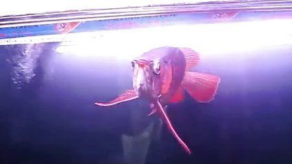 大金龙鱼价格：大湖龙鱼和泗水龙鱼哪个好 龙鱼百科 第1张
