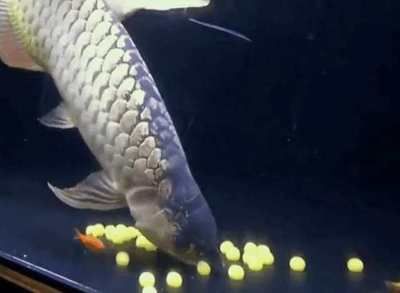 金龙鱼吃多少会饱死：金龙鱼喂食量和饱食风险