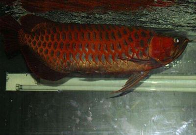 红龙鱼发白：红龙鱼为什么会发白？