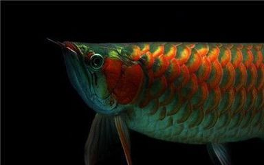 红龙鱼吃啥能补钙：红龙鱼的补钙食物有哪些？ 龙鱼百科