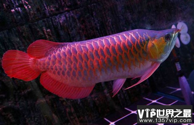 红龙鱼品种排行：红龙鱼的一些主要品种及其特点