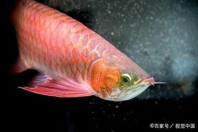 红龙鱼成长周期：红龙鱼的成长周期