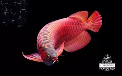 红龙鱼什么灯光比较合适养：红龙鱼灯光选择的建议 龙鱼百科 第2张