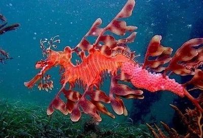 海里红色的鱼像龙一样：在海洋生物中，有些鱼类可能会让人联想到龙的形象