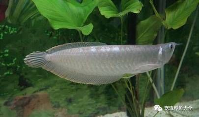 鹦鹉鱼银龙鱼：鹦鹉鱼和银龙鱼可以一起混养但需要注意以下几点