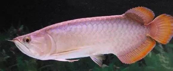 红龙鱼不开灯粉色正常吗：红龙鱼的体色受到多种因素的影响，每天开灯6小时